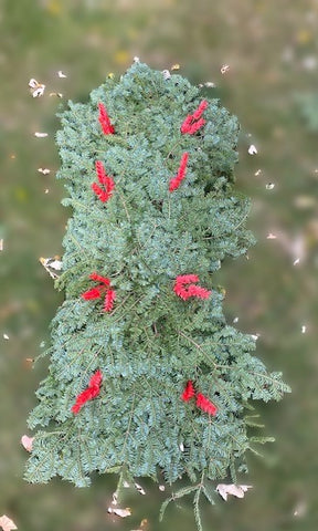 02A -Adult 6" Blanket with Red Ruscus